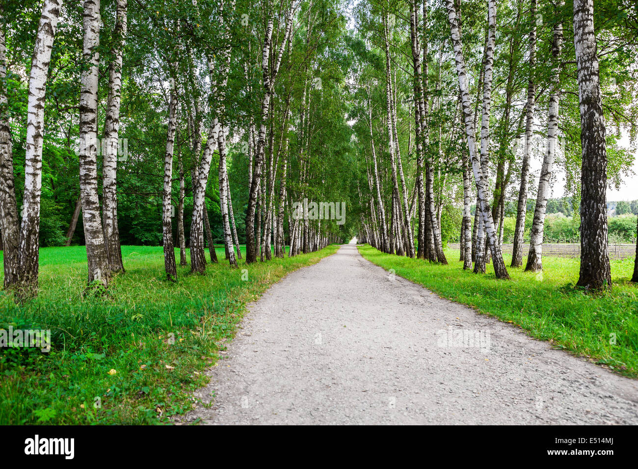 path in birch forest Stock Photo - Alamy