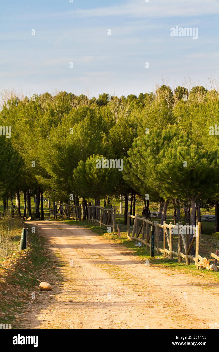 Forest with rural way Stock Photo