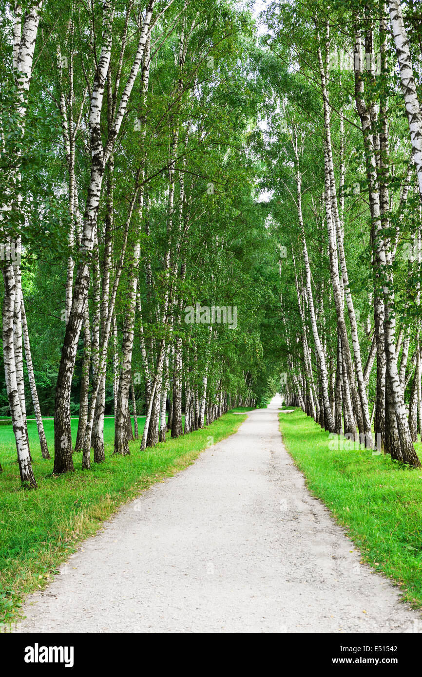 path in the birch forest Stock Photo - Alamy