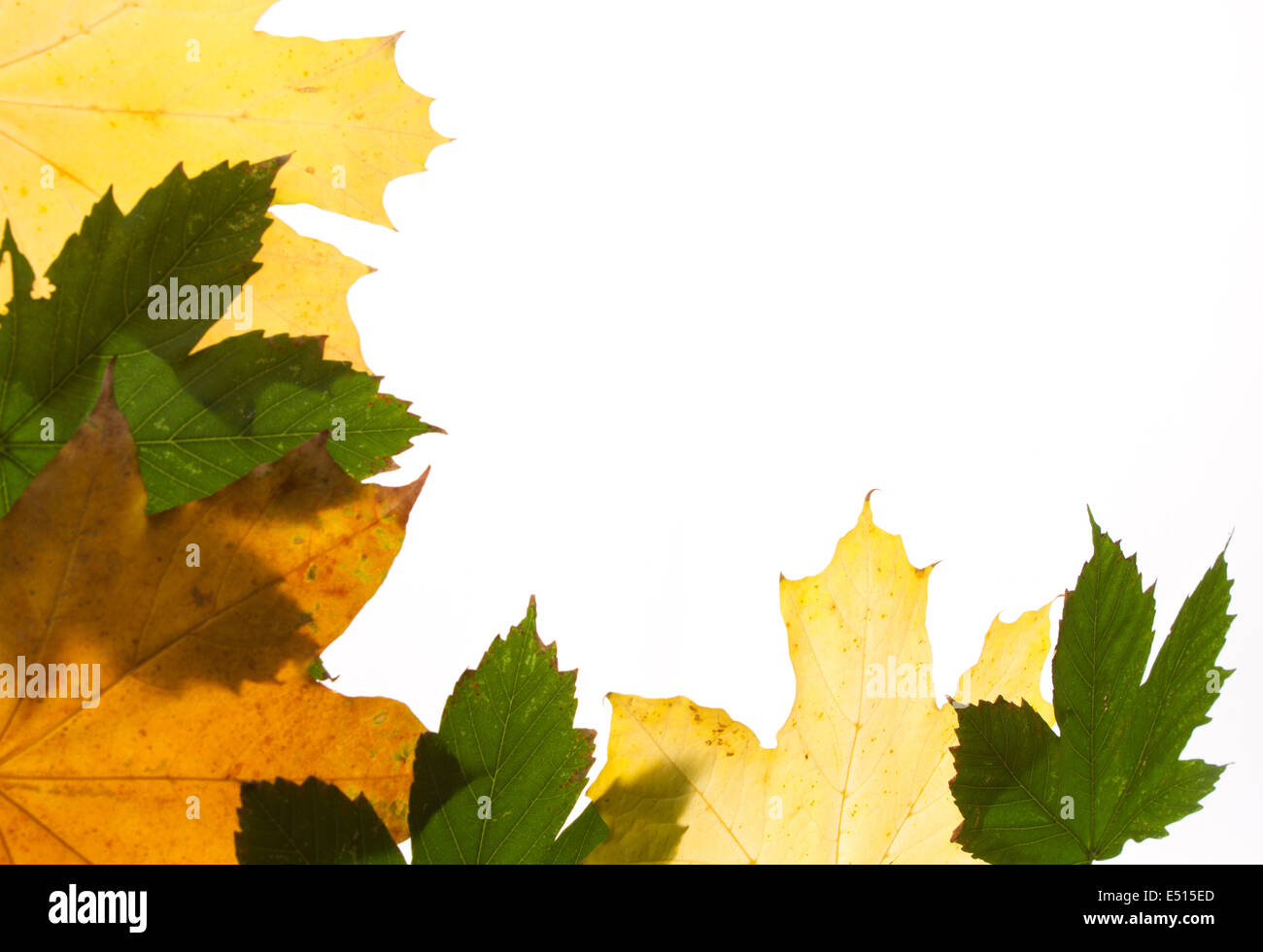 autumn maple leaf Stock Photo