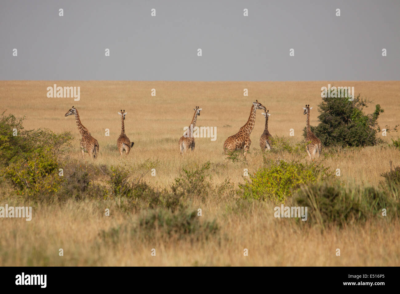 Girafes hi-res stock photography and images - Alamy
