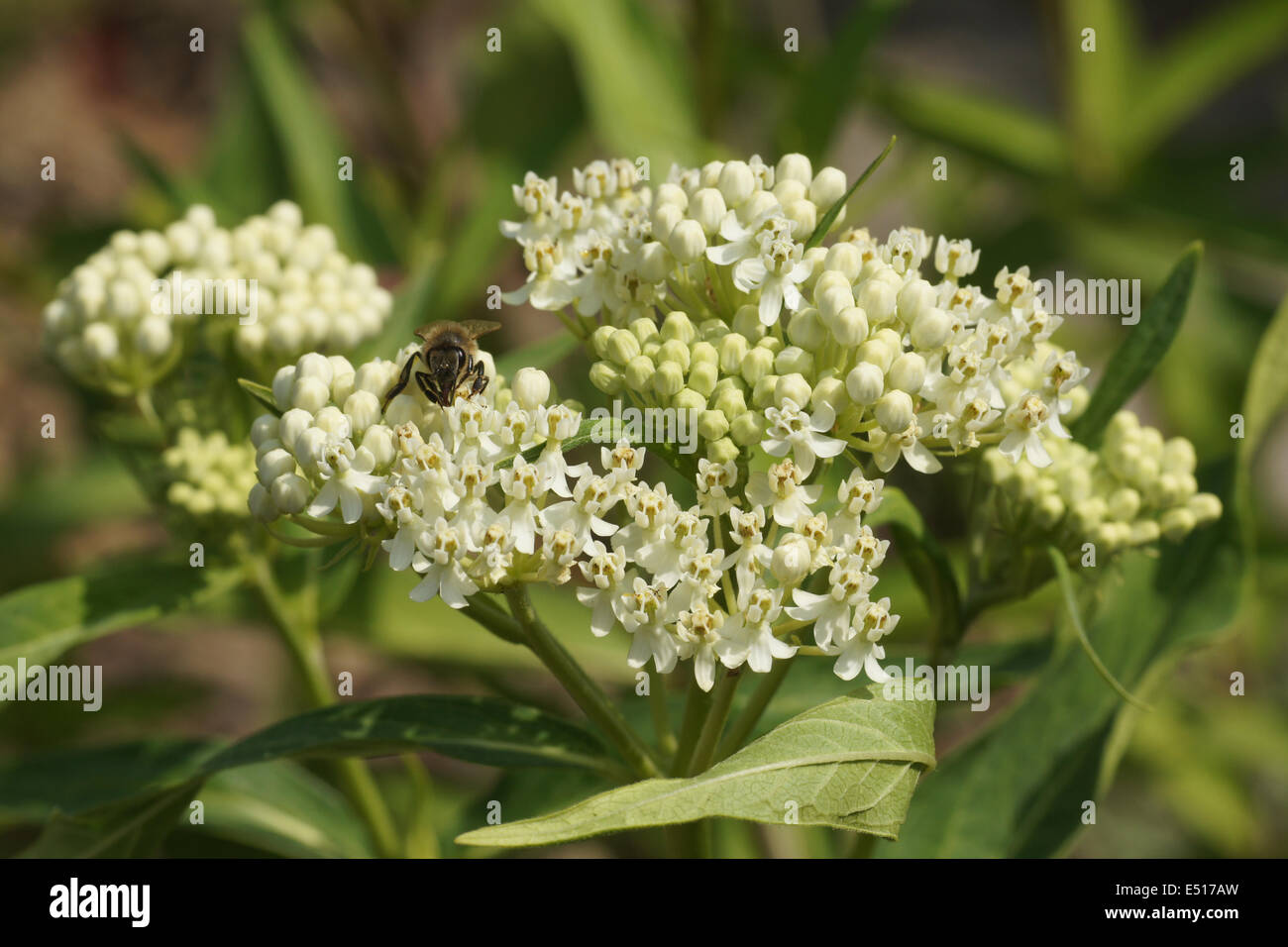 Swamp milkweed Stock Photo