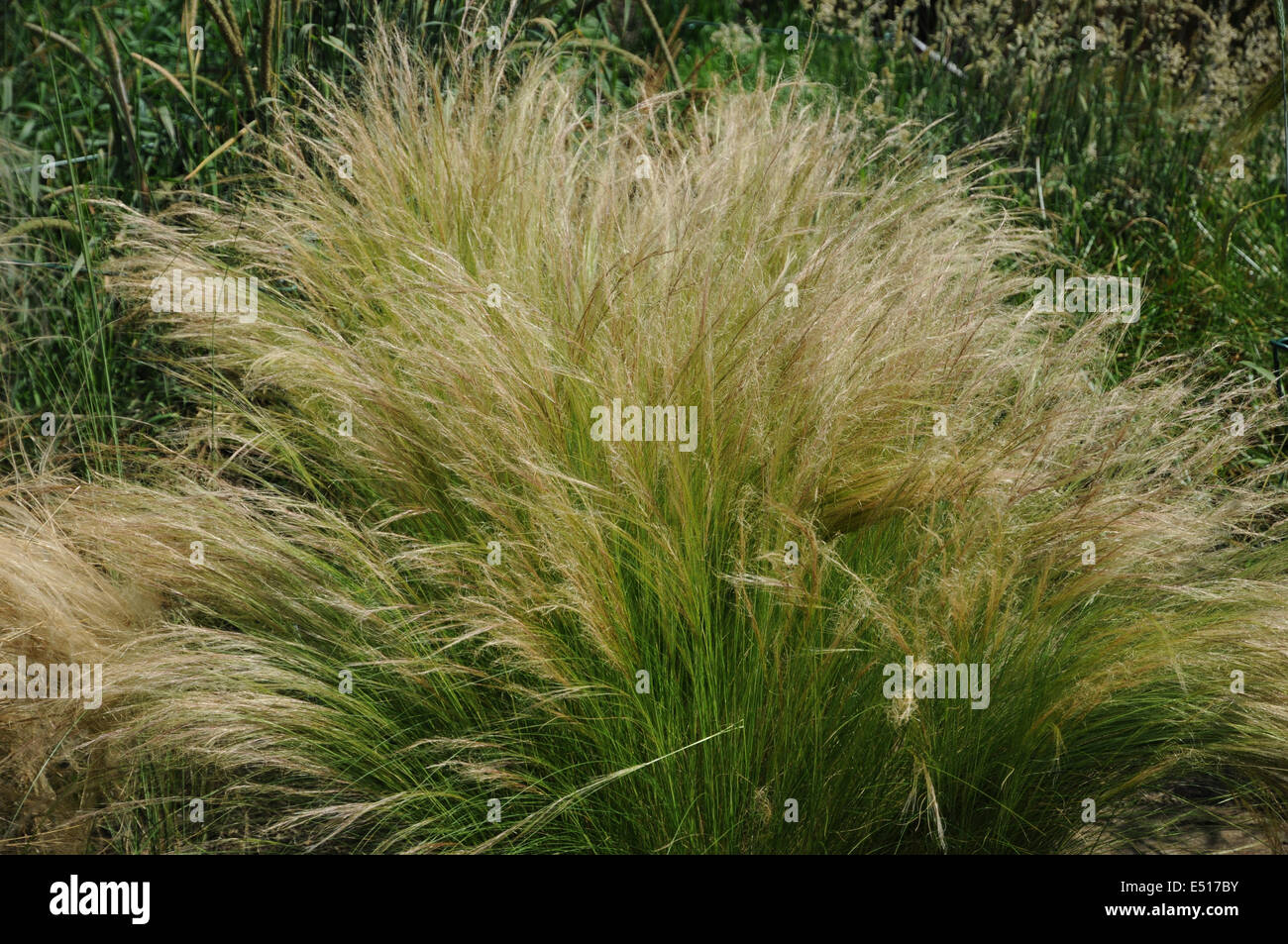Halfah-grass Stock Photo