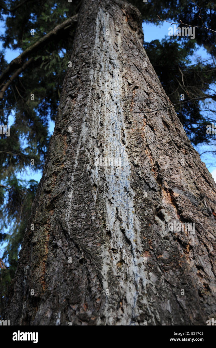 Resin on a Douglas fir trunk Stock Photo