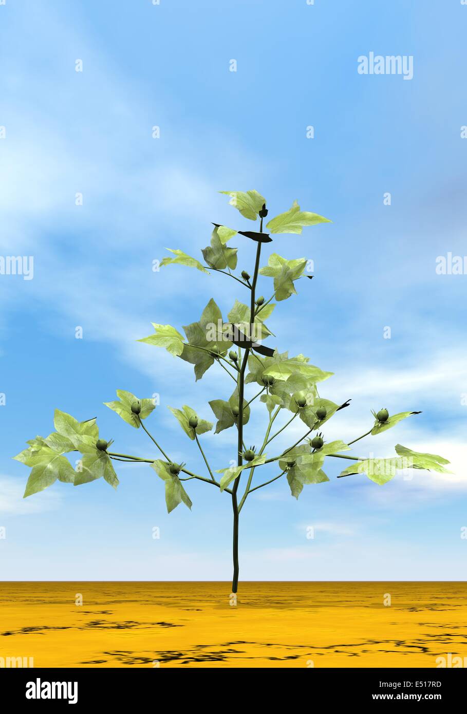 Cotton plant 3D render Stock Photo Alamy