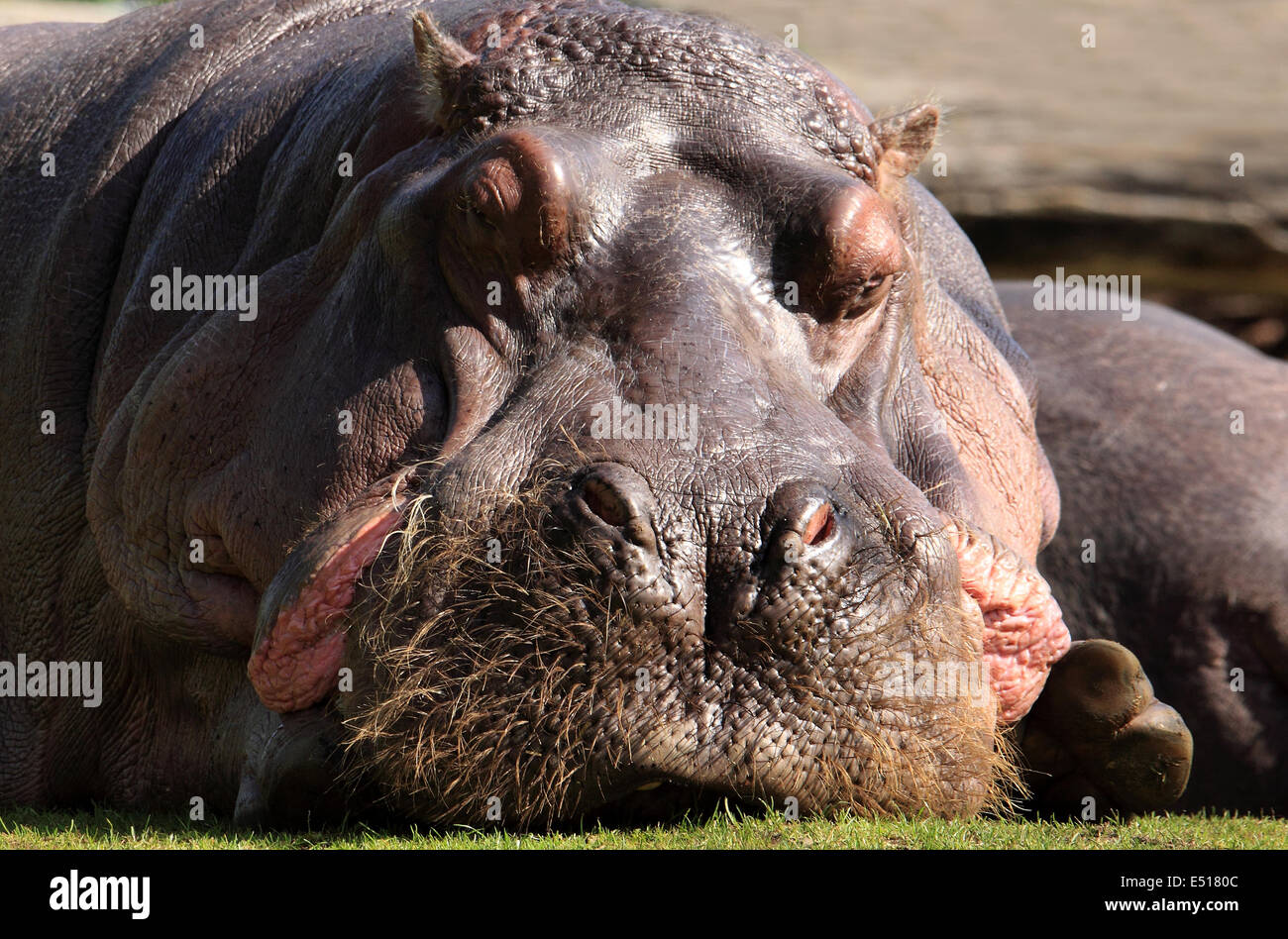 Mouth of a hippo Stock Photo - Alamy