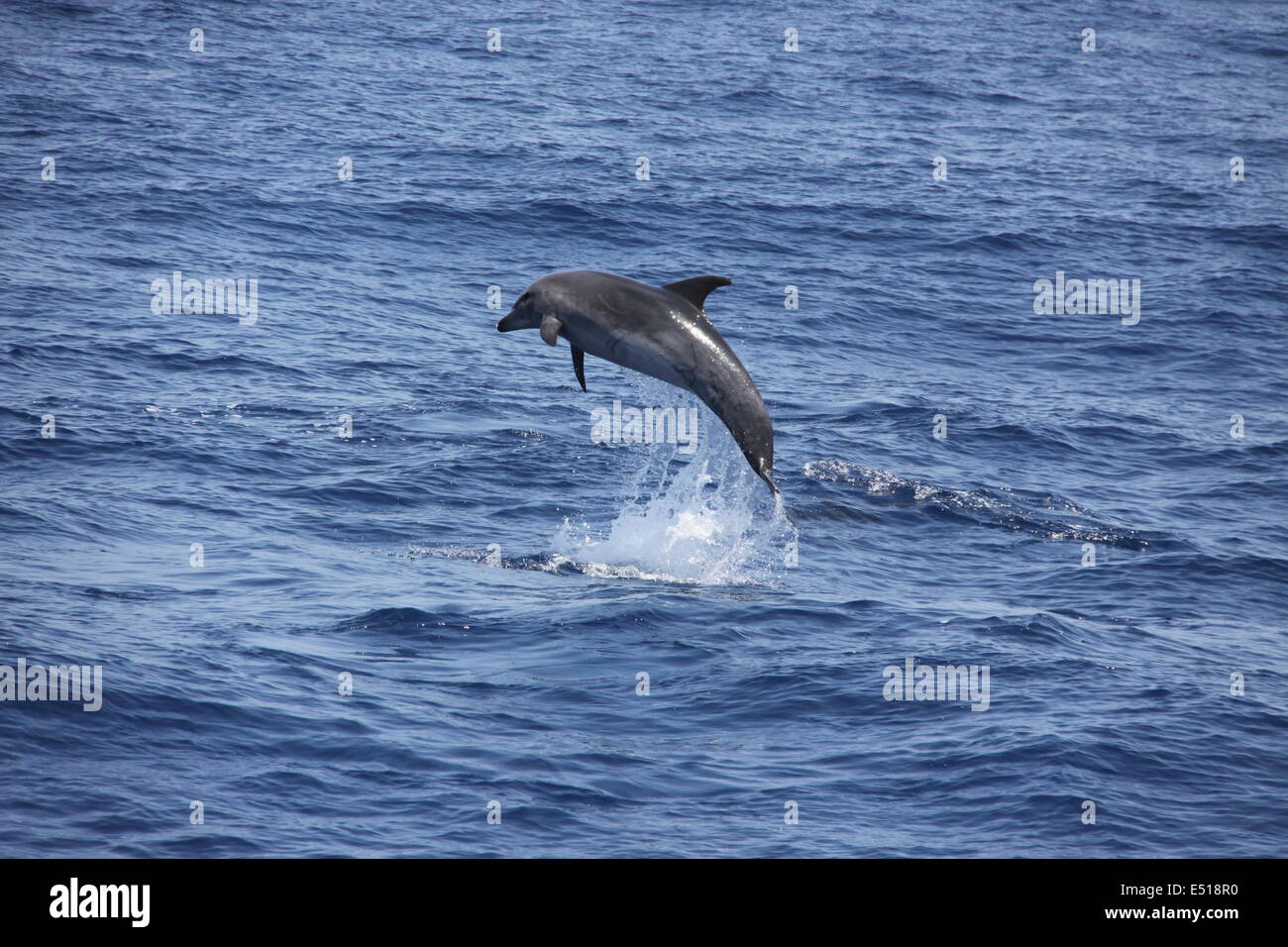 jumping dolphin Stock Photo