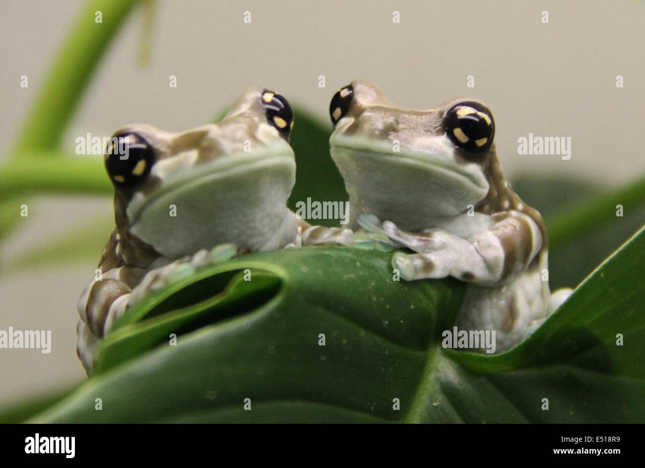 Love Frogs Hi-res Stock Photography And Images - Alamy