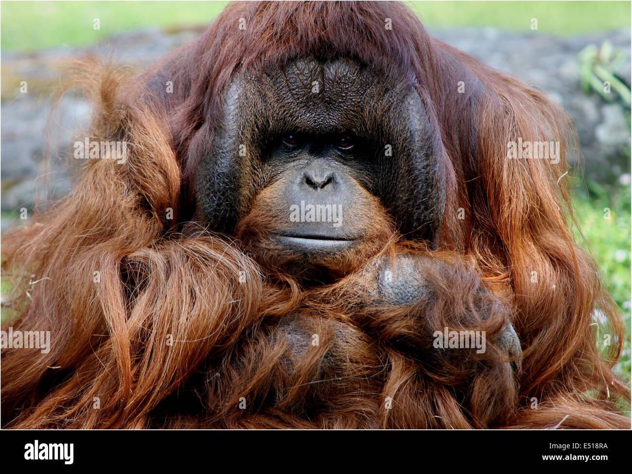 sad orang utan Stock Photo - Alamy