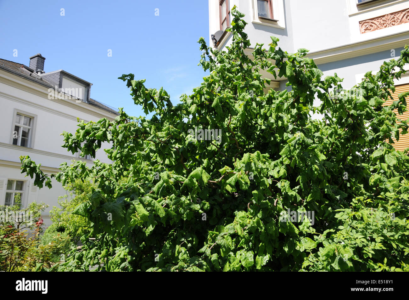 Corkscrew hazel Stock Photo