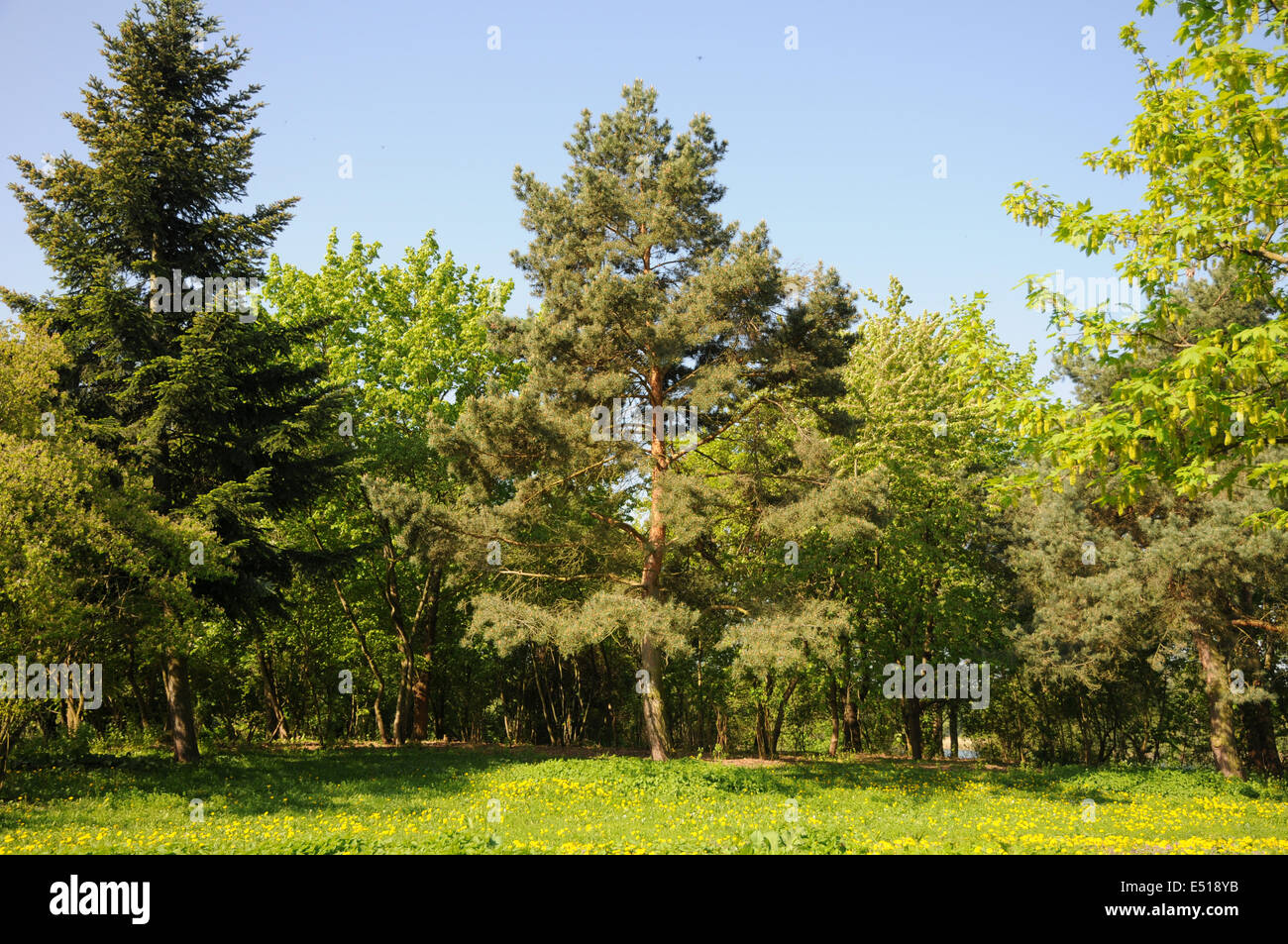 Scots pine cone hires stock photography and images Alamy