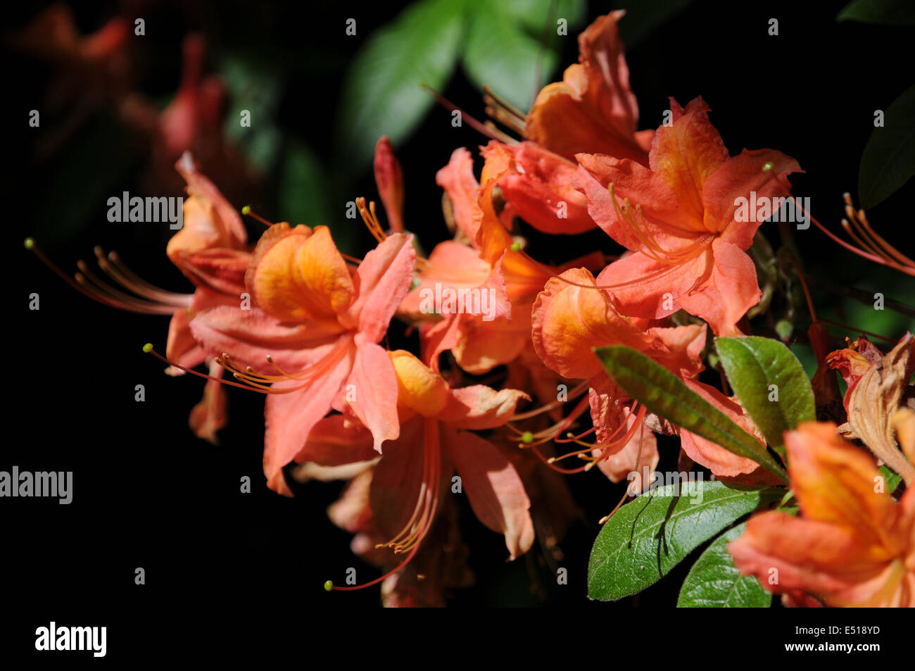 Rhododendron luteum Willem III Stock Photo