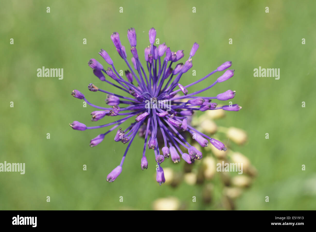 Tassel hyacinth hires stock photography and images Alamy