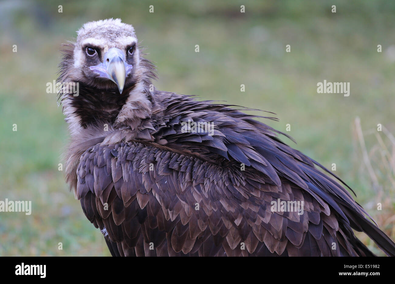 bird of prey Stock Photo - Alamy
