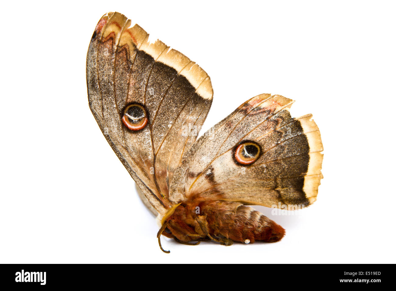 beautiful giant silk moth butterfly Stock Photo