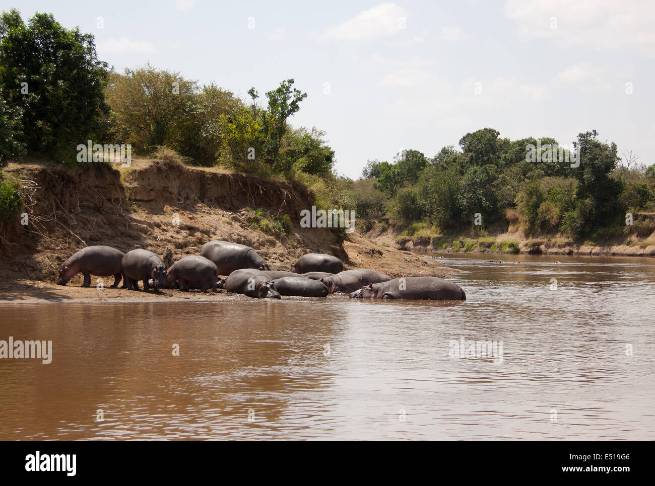 Family of hippos Stock Photo - Alamy