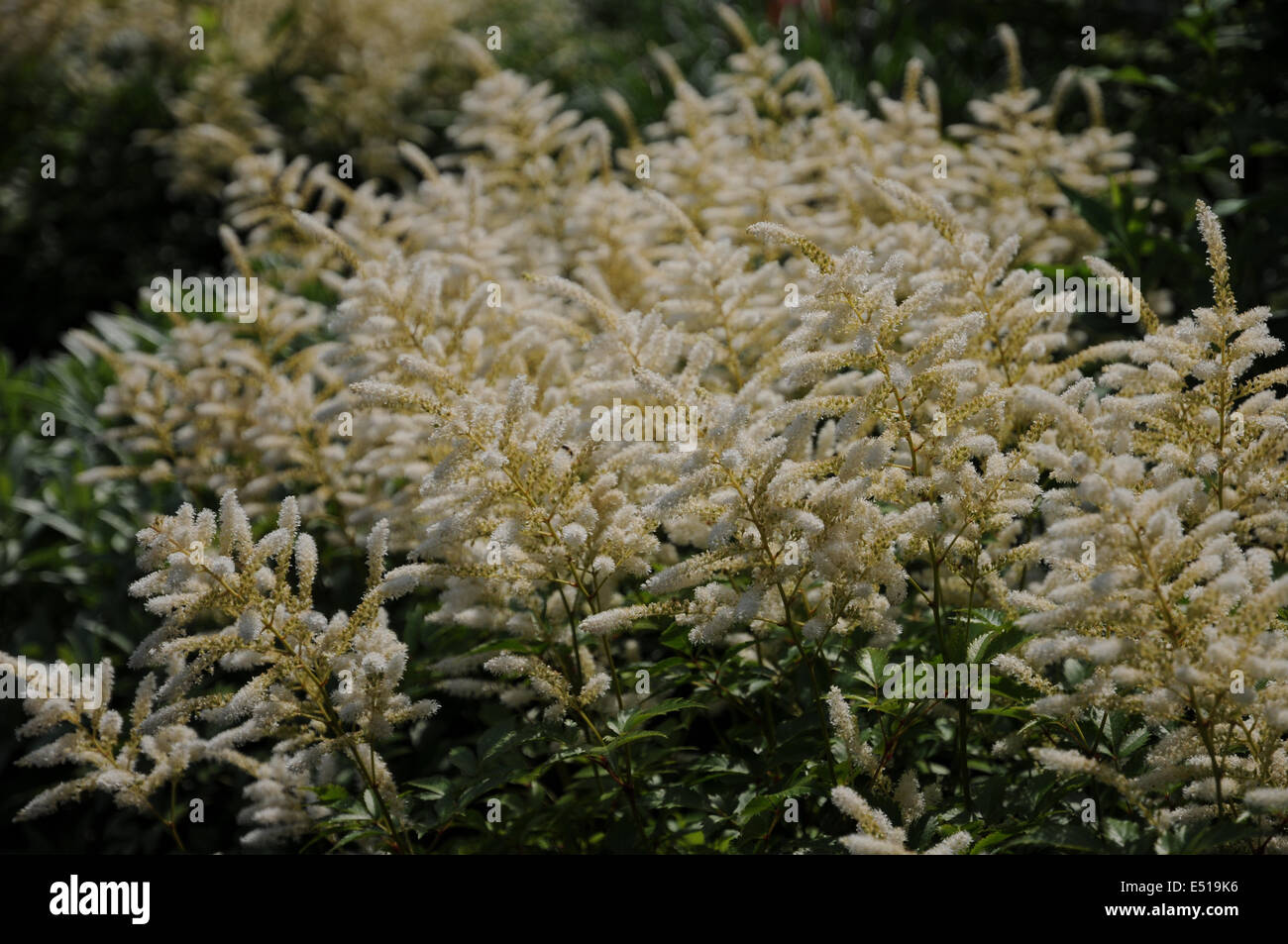 False spirea hires stock photography and images Alamy