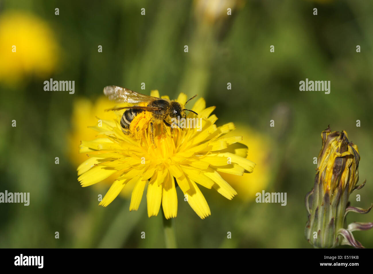 Rough hawkbit Stock Photo