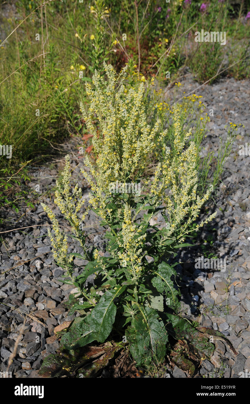 Austrian mullein Stock Photo