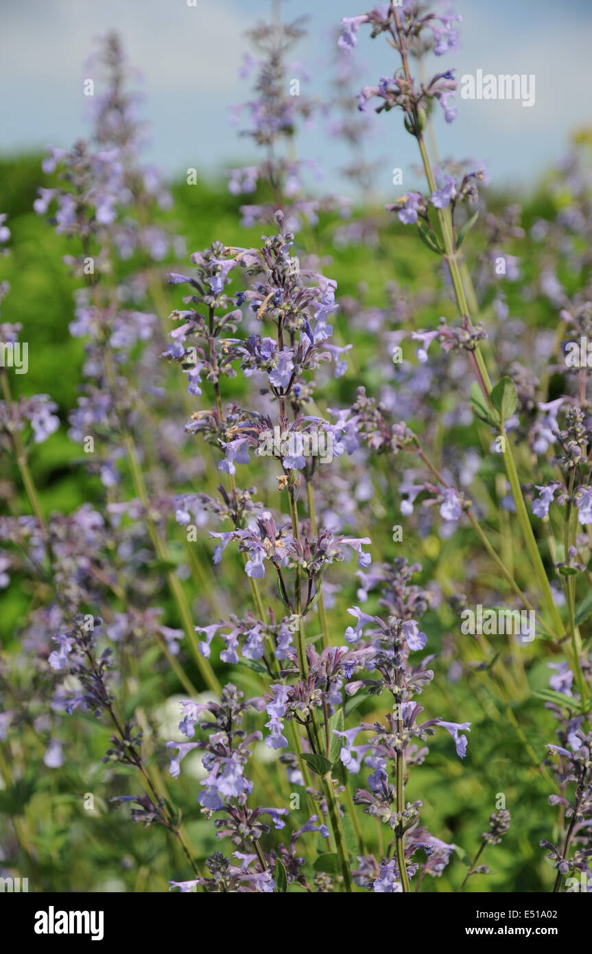 Broad-leaved Catmint Stock Photo