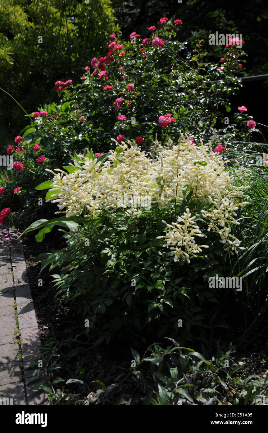False spirea hires stock photography and images Alamy