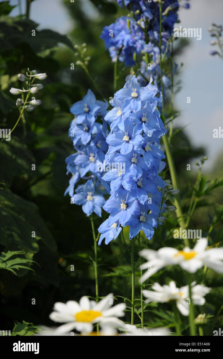 Larkspur hi-res stock photography and images - Alamy