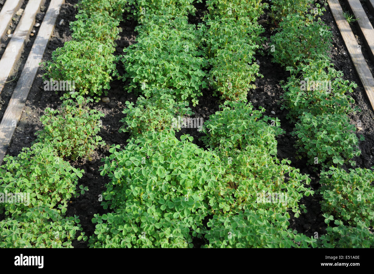 Oka-plants Stock Photo - Alamy
