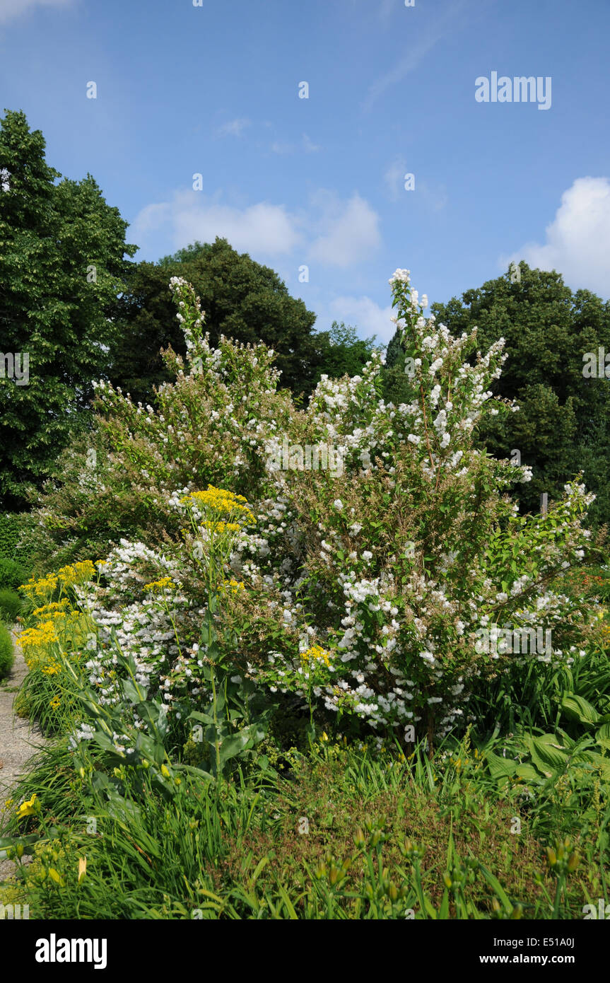 Candelabra deutzia Stock Photo