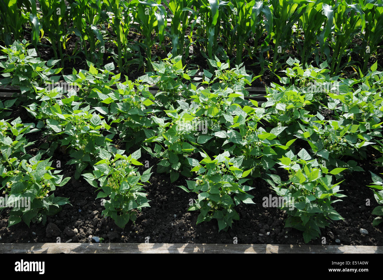 Bean plants hi-res stock photography and images - Alamy