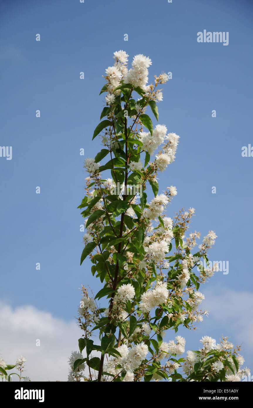 Candelabra deutzia Stock Photo