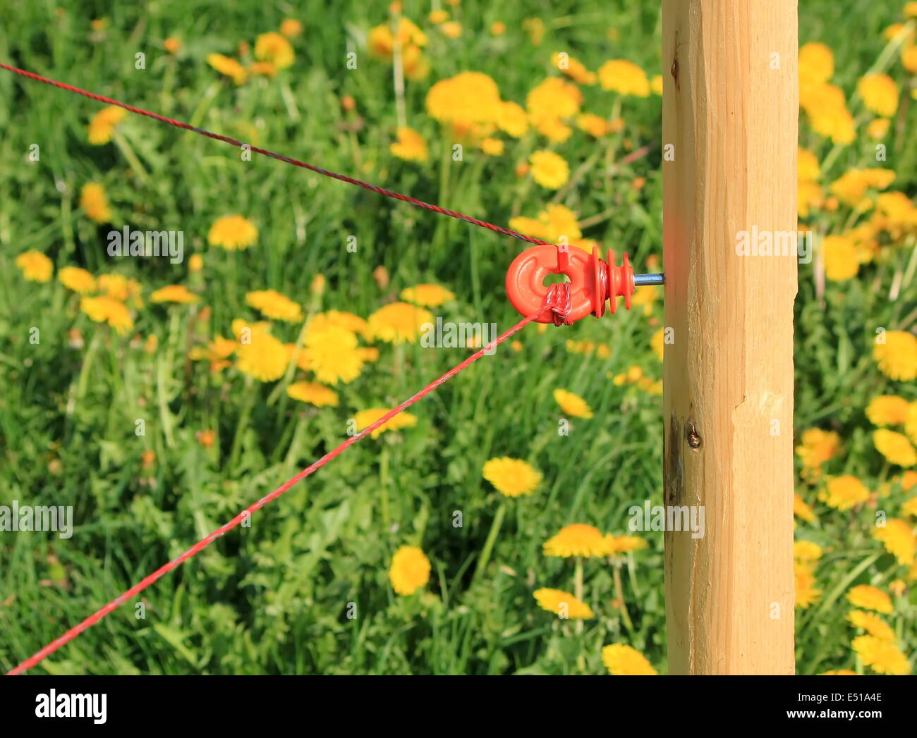 Agricultural electric fence Stock Photo Alamy