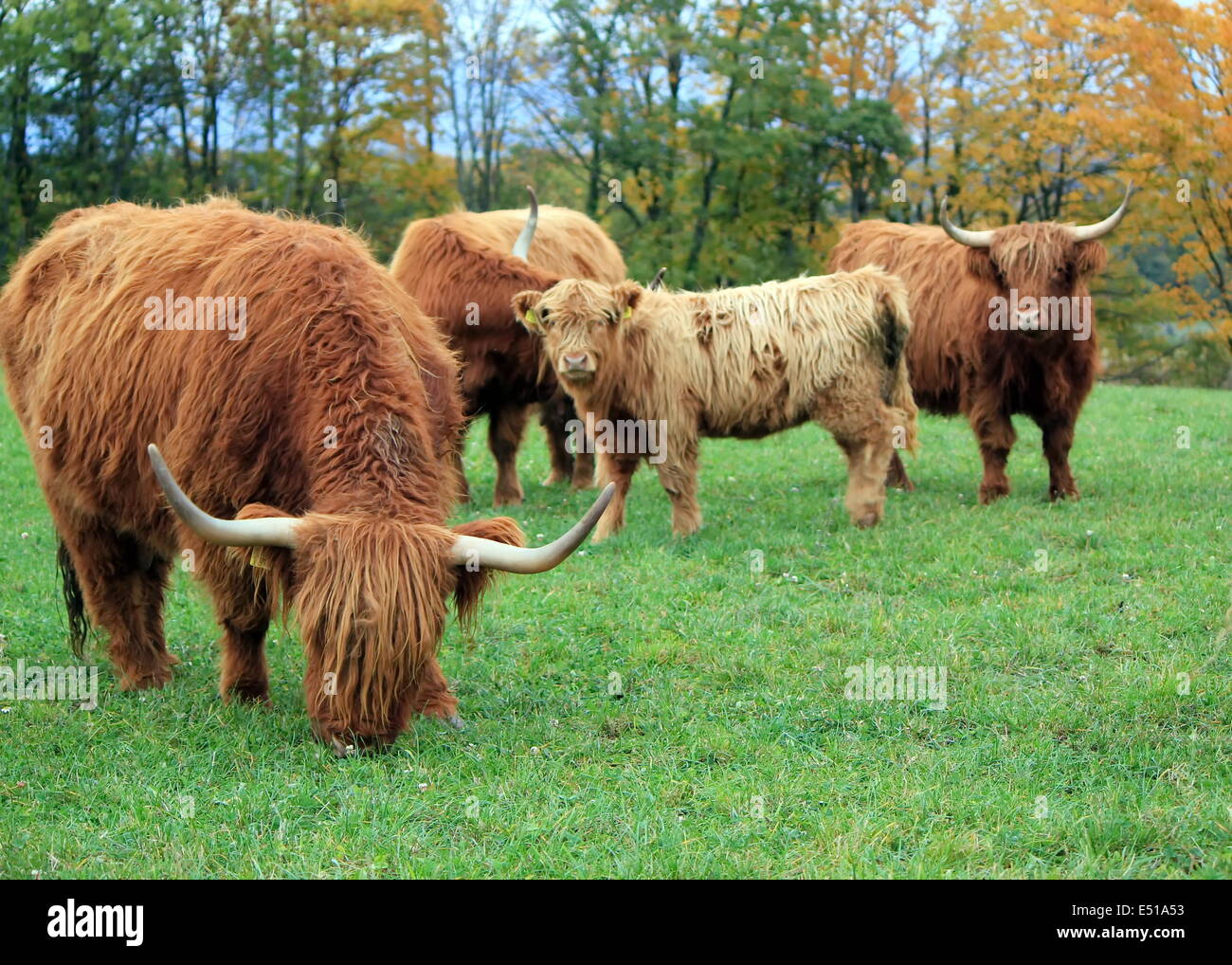 Herd of highland cows by autumn day Stock Photo - Alamy