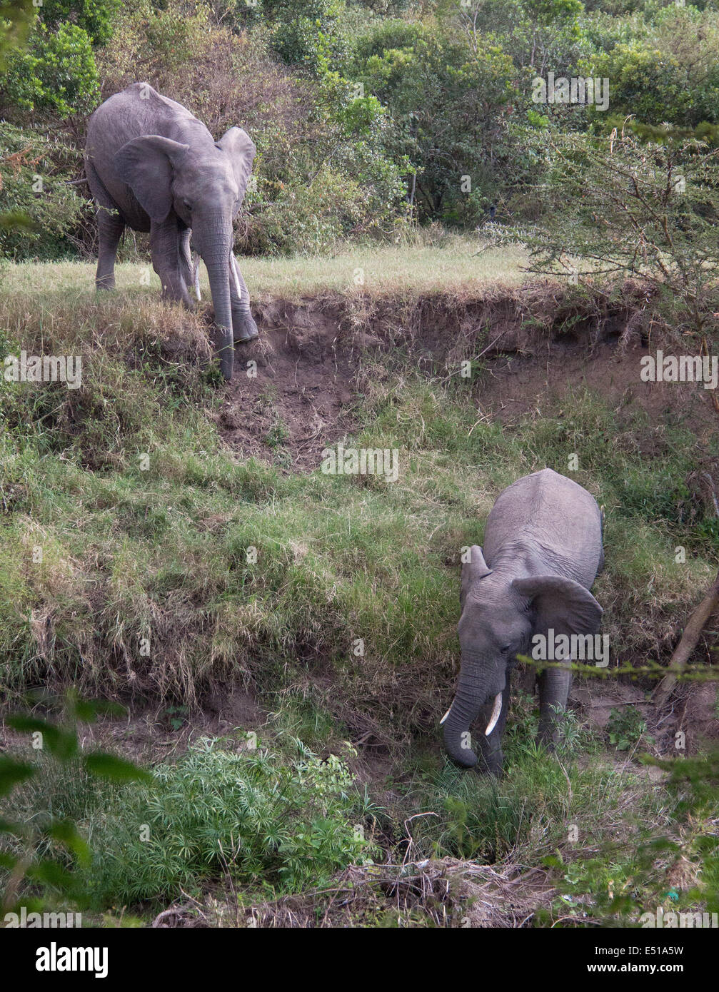 two climbing elephants Stock Photo