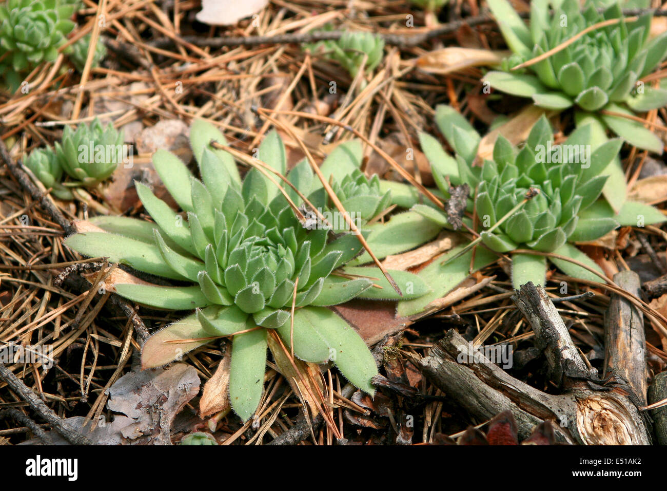 green plant growing in the coniferous forest Stock Photo Alamy