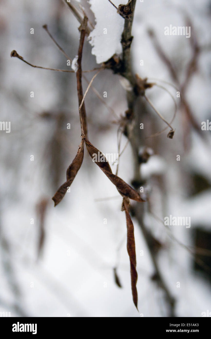 Dry brown leaves on a tree branch Stock Photo - Alamy