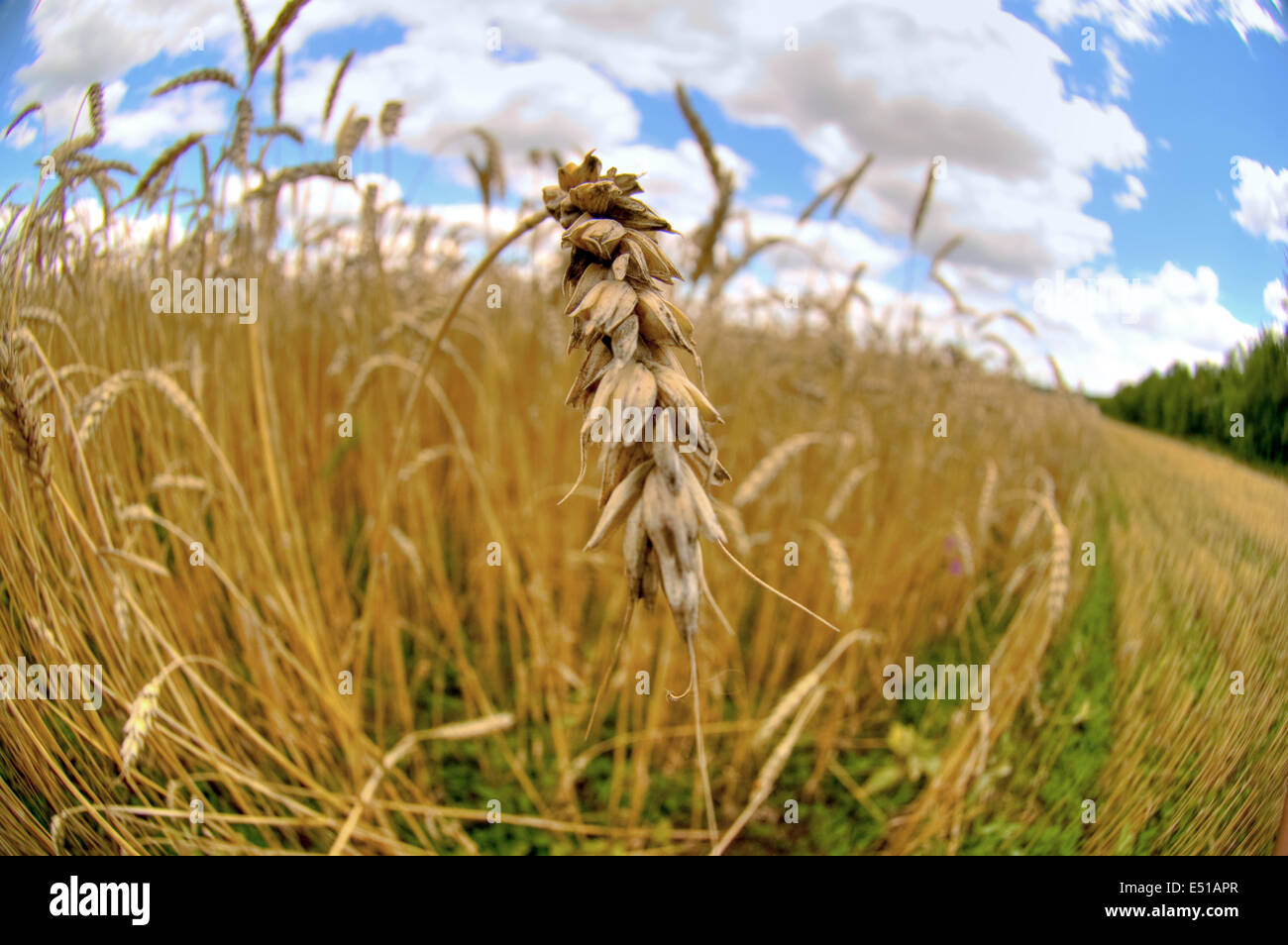 farm wheat macro Stock Photo Alamy
