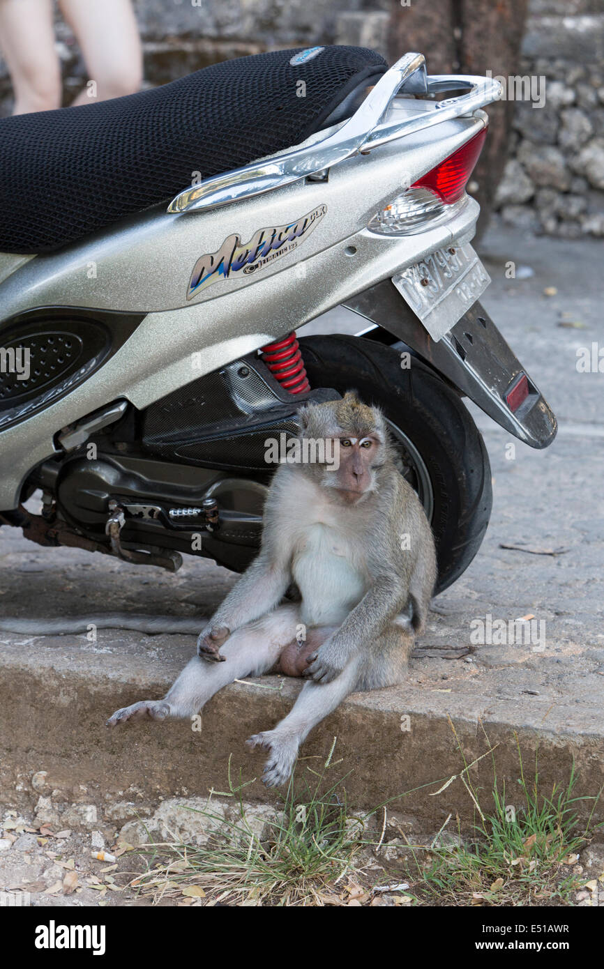 Bali, Indonesia.  Monkey and Motorcycle at Entrance to Kecak Dance Arena adjacent to Uluwatu Temple. Stock Photo