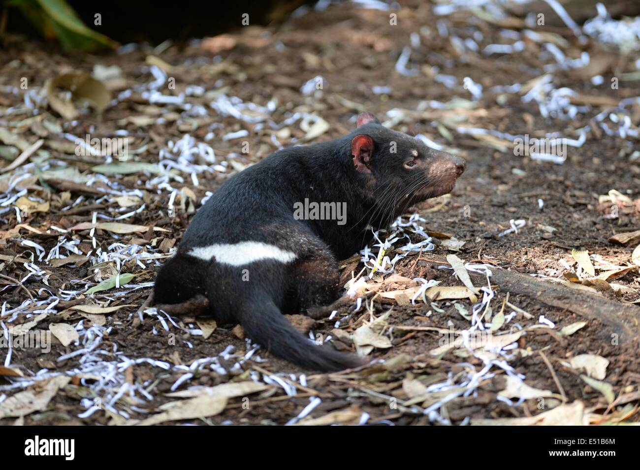 Tasmanian tiger hi-res stock photography and images - Alamy