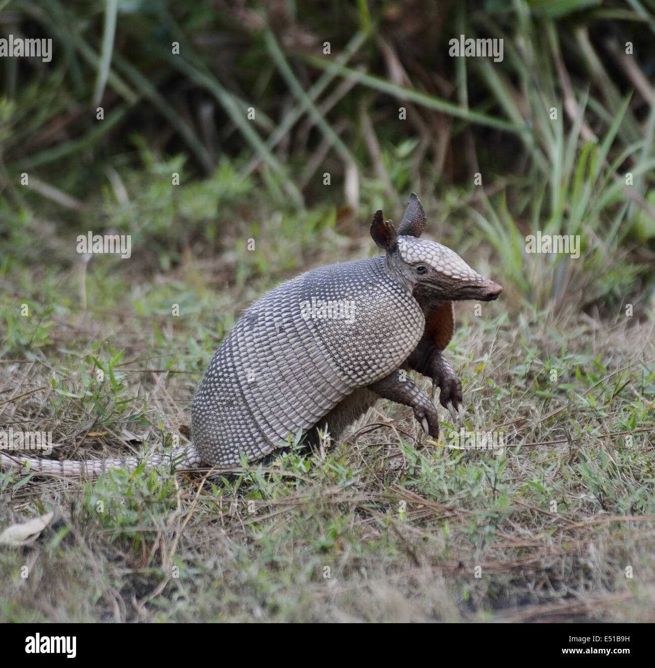 Armadillo florida hires stock photography and images Alamy
