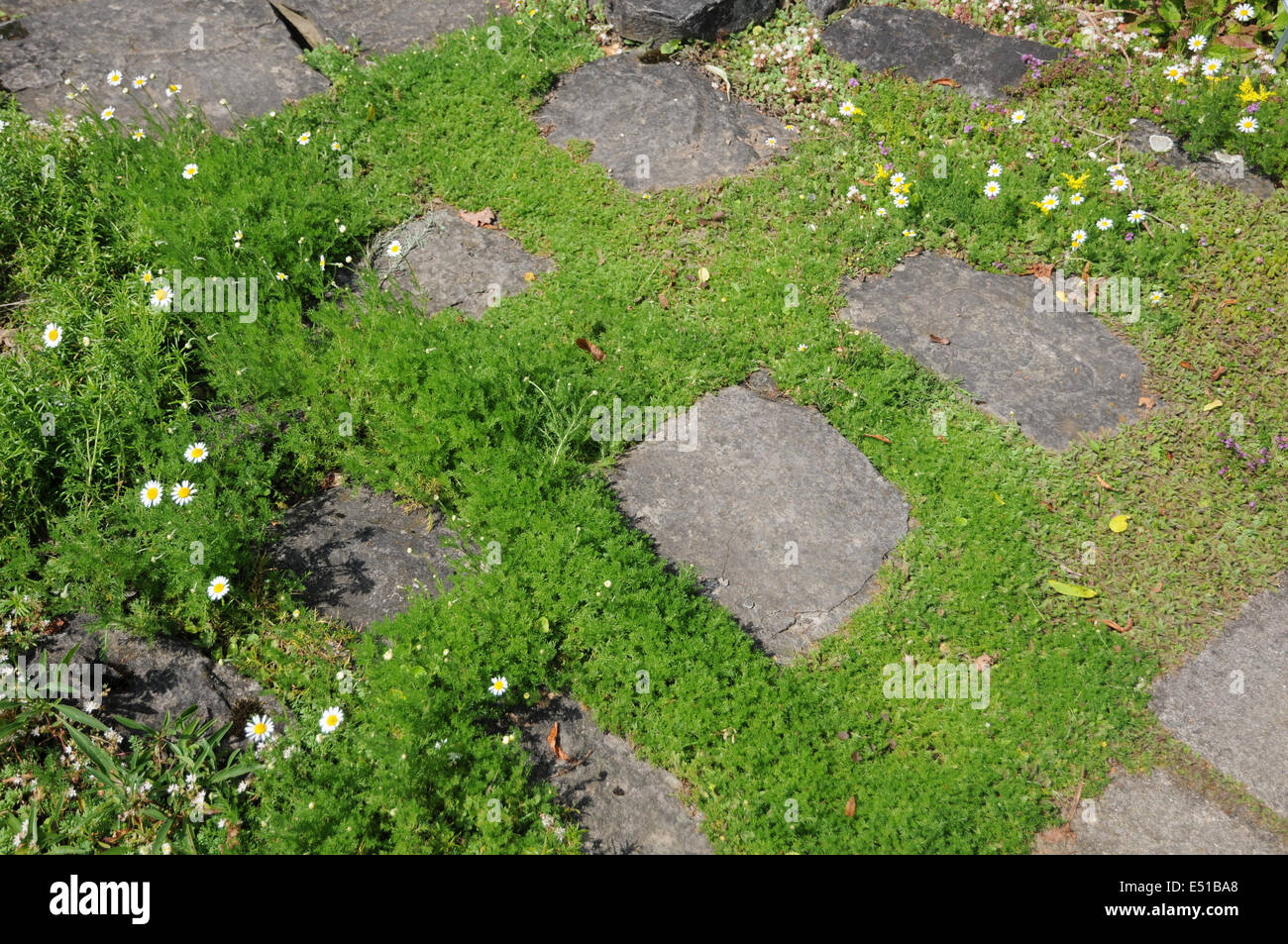 Roman chamomile in a pavement Stock Photo