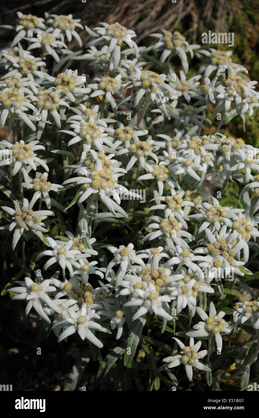 Edelweiss Stock Photo Alamy