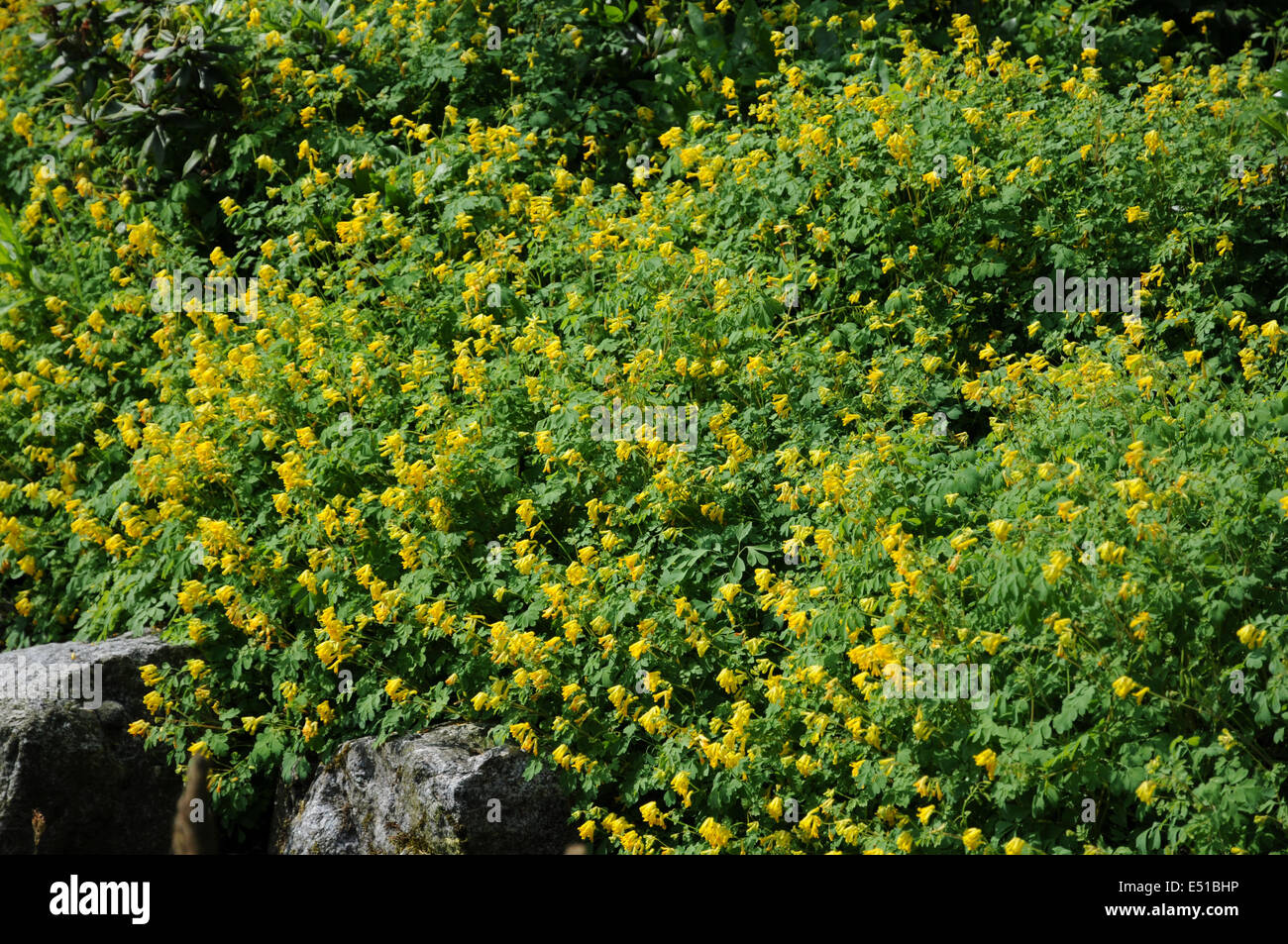 Yellow corydalis Stock Photo