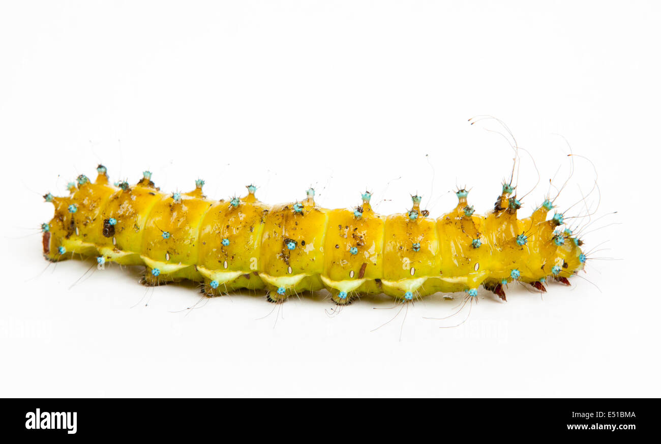 large caterpillar Stock Photo