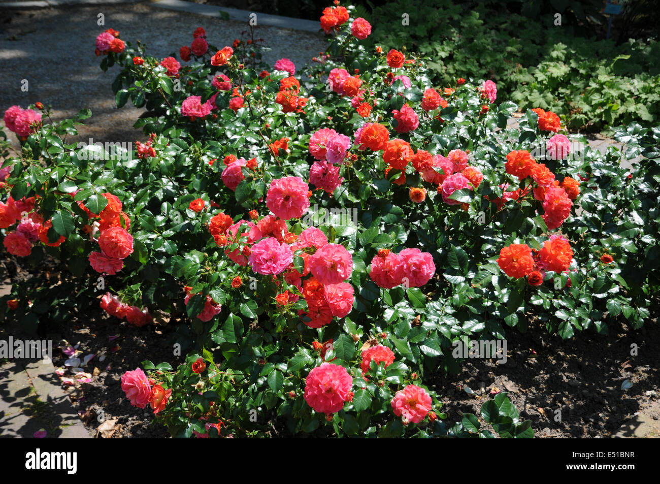 Hybrid-roses Stock Photo