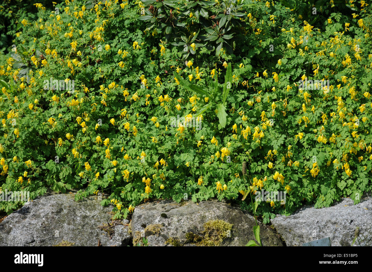 Yellow corydalis Stock Photo