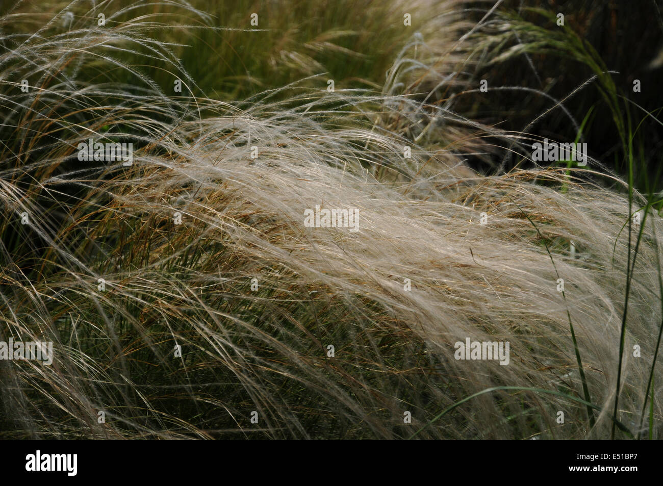 Feathergrass Stock Photo