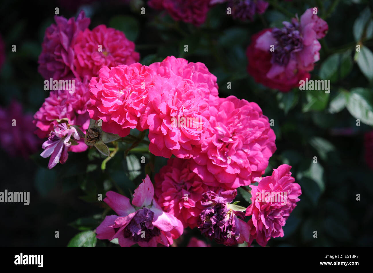 Dwarf rose hi-res stock photography and images - Alamy