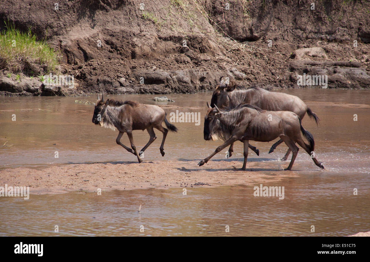 running wildebeests Stock Photo