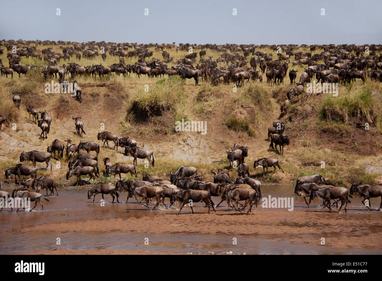 Great Migration Stock Photo