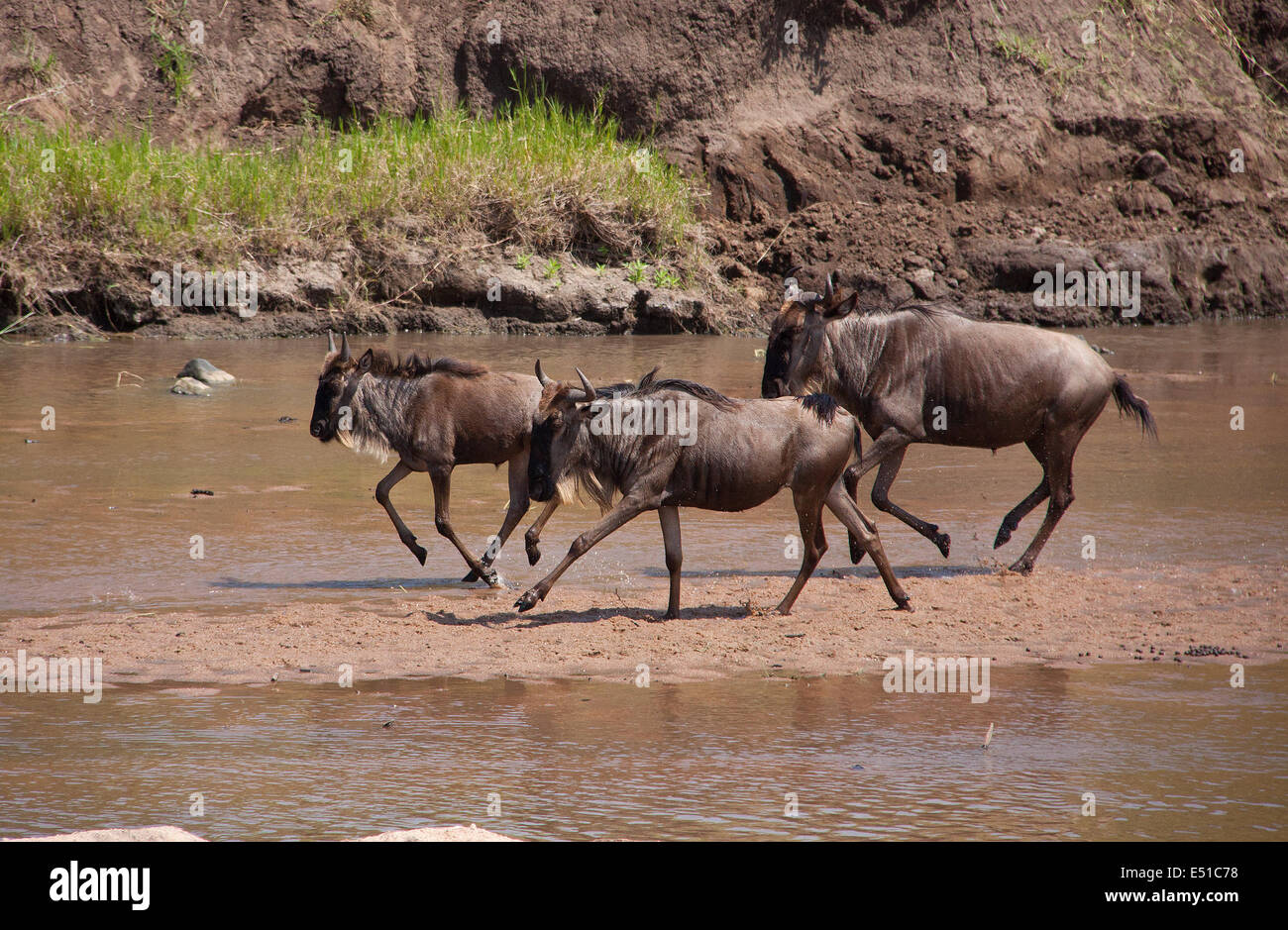 Wildebeests in a river Stock Photo